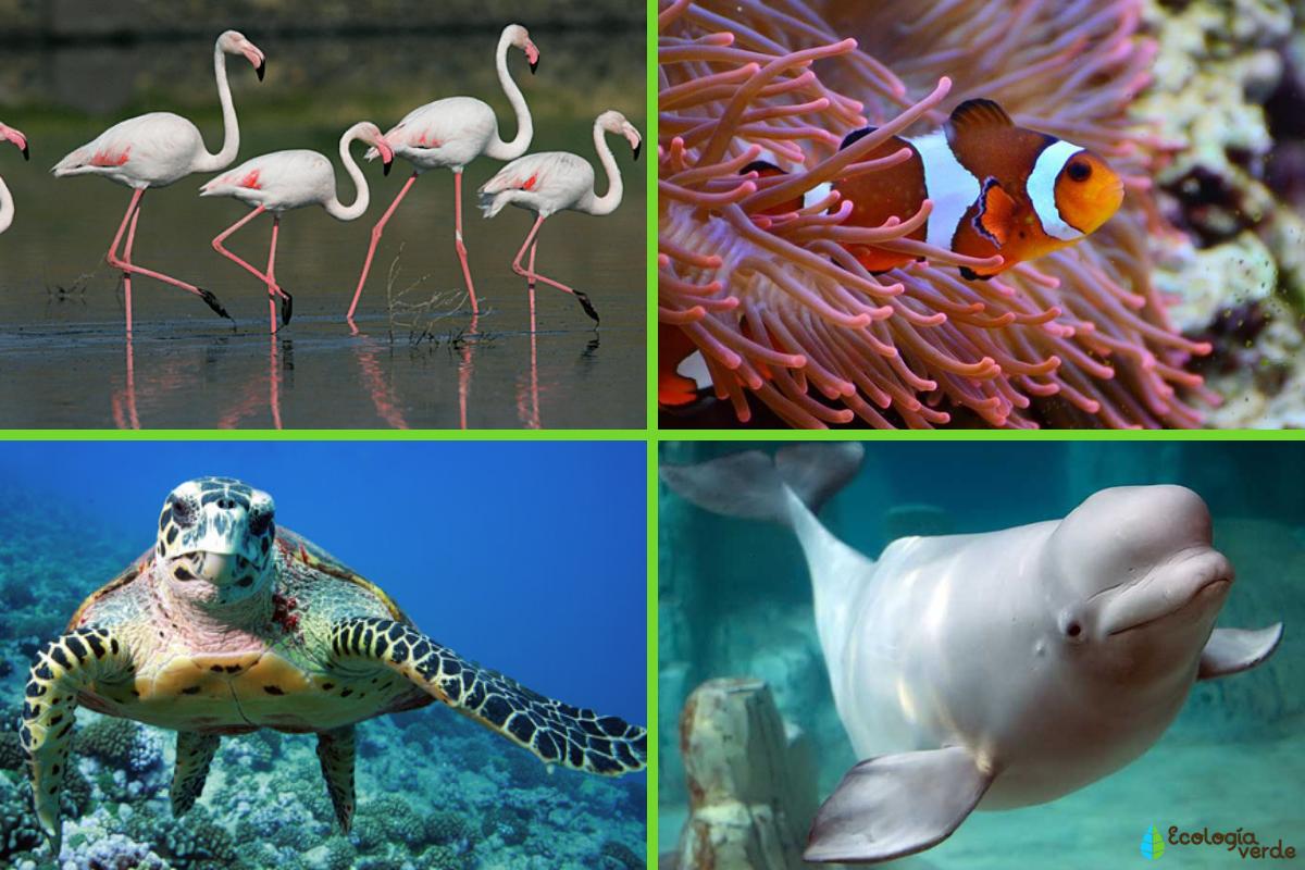 Hábitat acuático qué es, características, tipos y ejemplos ¡RESUMEN!