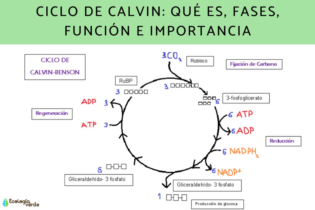 Ciclo de Calvin: qué es, fases, función e importancia