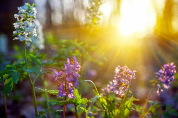 Equinoccio de primavera 2025: qué es y cuándo es - Cómo se celebra el equinoccio de primavera