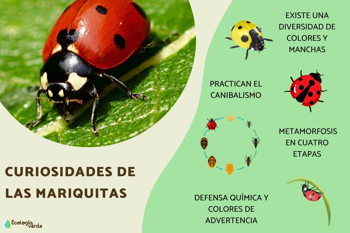 Curiosidades de las mariquitas