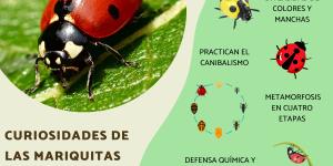 Curiosidades de las mariquitas