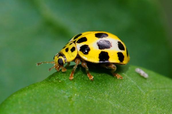 Curiosidades de las mariquitas - Existe una diversidad de colores y manchas