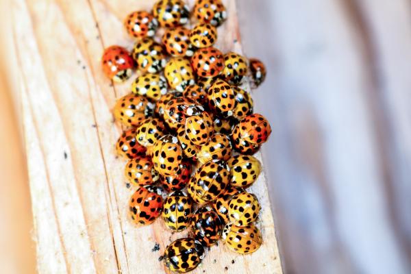 Curiosidades de las mariquitas - Experimentan la diapausa, una hibernación en grupo