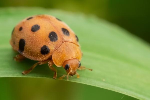Curiosidades de las mariquitas - Son unas depredadoras insaciables