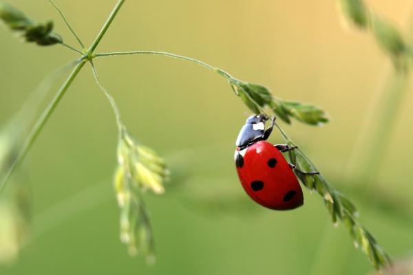 Curiosidades de las mariquitas - Utilizan una defensa química y colores de advertencia