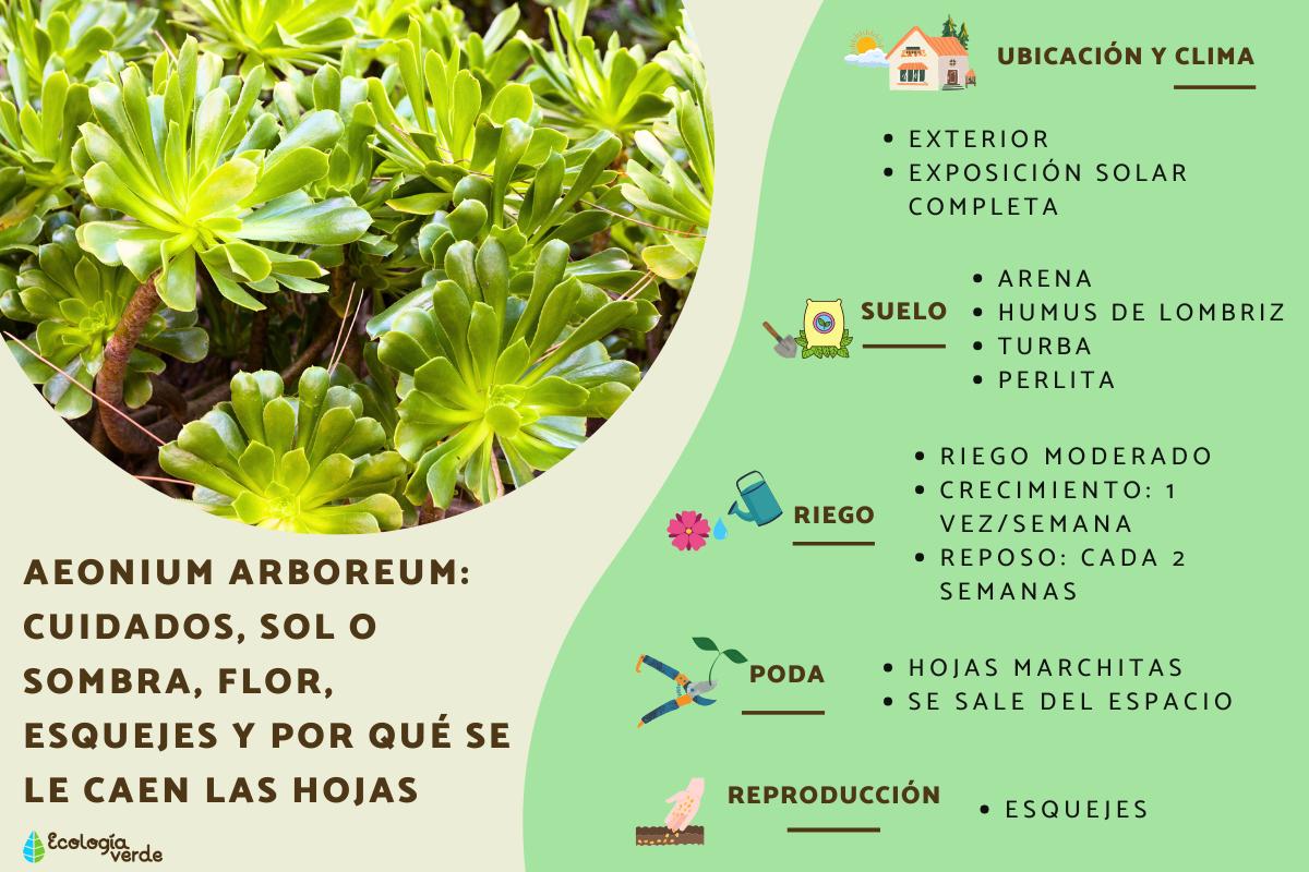 Aeonium arboreum: cuidados, sol o sombra, flor, esquejes y por qué se le caen las hojas