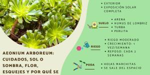 Aeonium arboreum: cuidados, sol o sombra, flor, esquejes y por qué se le caen las hojas