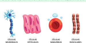 Células somáticas: qué son, características y ejemplos