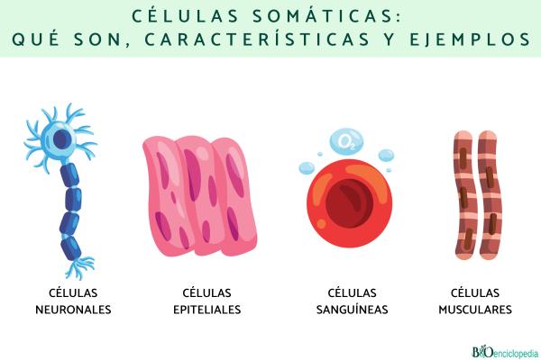 Células somáticas: qué son, características y ejemplos