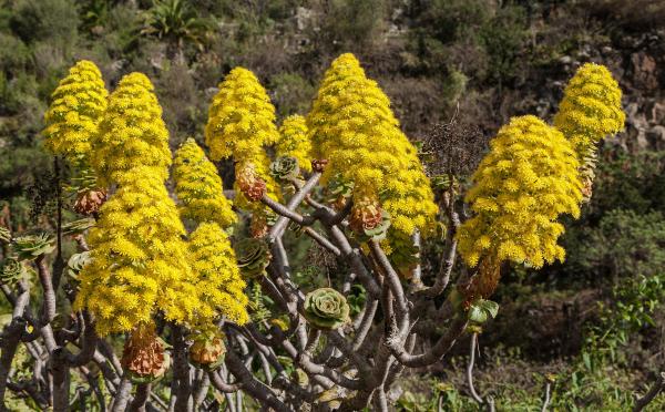 Aeonium arboreum: cuidados, sol o sombra, flor, esquejes y por qué se le caen las hojas - ¿Cómo es la flor del Aeonium arboreum y cuánto dura la floración?