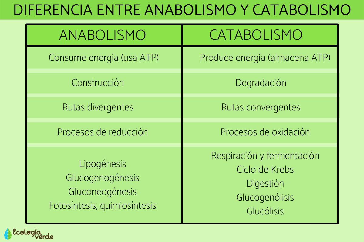 Diferencia entre anabolismo y catabolismo