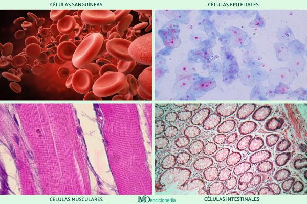 Células somáticas: qué son, características y ejemplos - Ejemplos de células somáticas