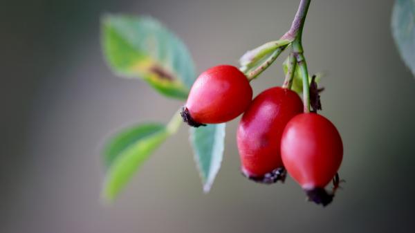 Ulla Rothschuh, experta en biología, sobre los beneficios que desconocías de la rosa mosqueta: "Es uno de los mejores regeneradores naturales" - El perfil nutricional de la rosa mosqueta avala sus efectos
