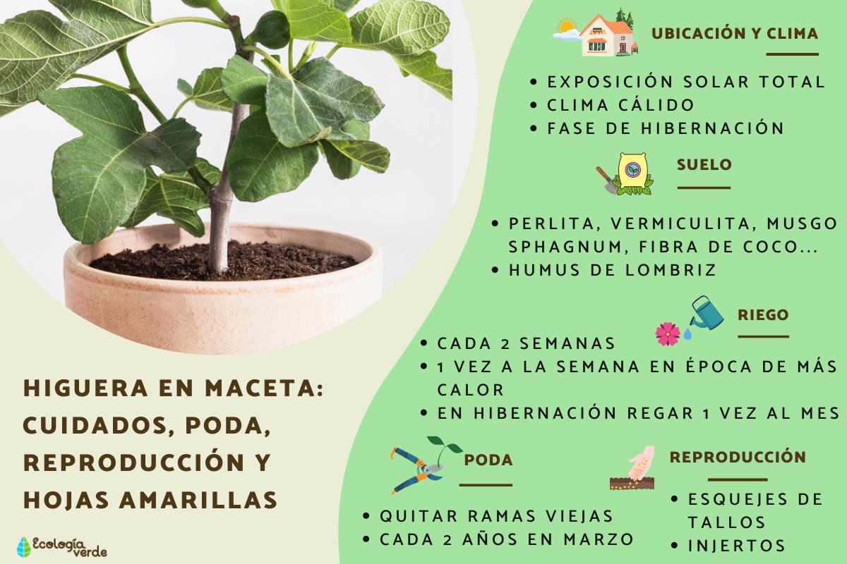 Higuera en maceta: cuidados, poda, reproducción y hojas amarillas