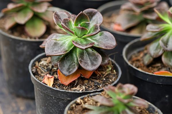 Aeonium arboreum: cuidados, sol o sombra, flor, esquejes y por qué se le caen las hojas - ¿Qué maceta y sustrato necesita la planta Aeonium arboreum?