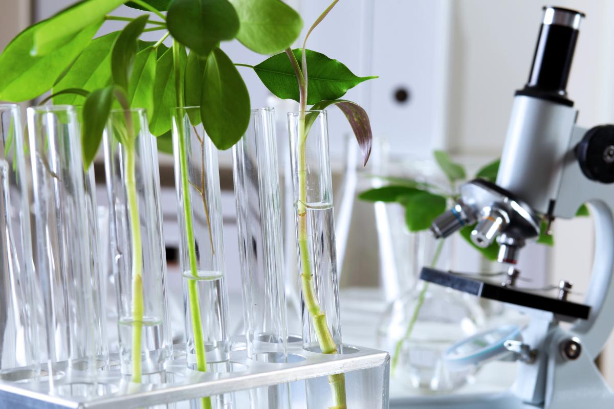 Biotecnología verde: qué es y aplicaciones