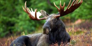 Curiosidades de los alces