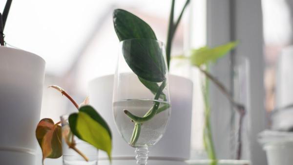 María Ferrarotto, profesora de ciencias y especialista en plantas: "Para recuperar una orquídea que ya no tiene raíces debes hacer lo siguiente" - El método del frasco que puede salvar a tu orquídea sin raíces