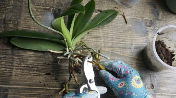 María Ferrarotto, profesora de ciencias y especialista en plantas: "Para recuperar una orquídea que ya no tiene raíces debes hacer lo siguiente" - La importancia de que la orquídea esté firme para que le salgan raíces nuevas