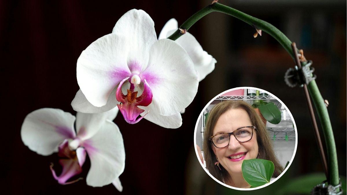 María Ferrarotto, profesora de ciencias y especialista en plantas: “Para recuperar una orquídea que ya no tiene raíces debes hacer lo siguiente”