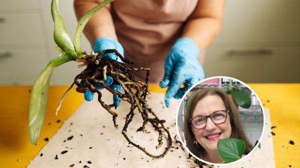 María Ferrarotto, profesora de ciencias y especialista en plantas: "Para recuperar una orquídea que ya no tiene raíces debes hacer lo siguiente"
