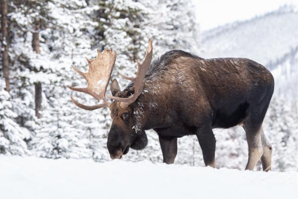 Curiosidades de los alces - Necesitan nieve para sobrevivir