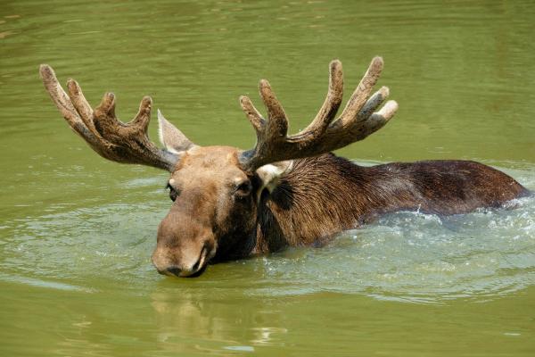 Curiosidades de los alces - Son excelentes nadadores