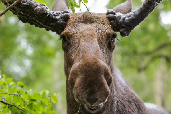 Curiosidades de los alces - Su labio superior es prensil