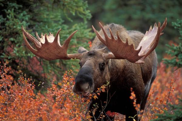Curiosidades de los alces - Tienen la cornamenta más grande de todos los mamíferos 