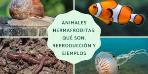 Animales hermafroditas: qué son, reproducción y ejemplos