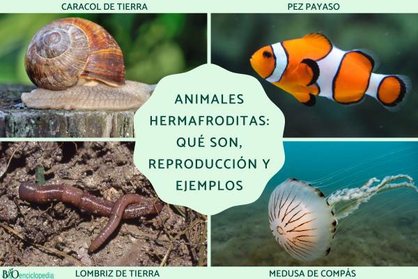 Animales hermafroditas: qué son, reproducción y ejemplos