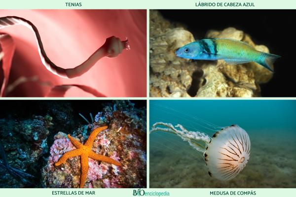 Animales hermafroditas: qué son, reproducción y ejemplos - 