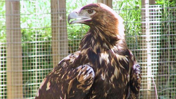 El águila imperial ibérica se recupera en España y ya supera los 1.000 ejemplares - De solo 39 parejas a más de 1.000 ejemplares: así comenzó su recuperación