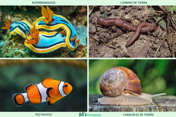 Animales hermafroditas: qué son, reproducción y ejemplos - Ejemplos de animales hermafroditas 