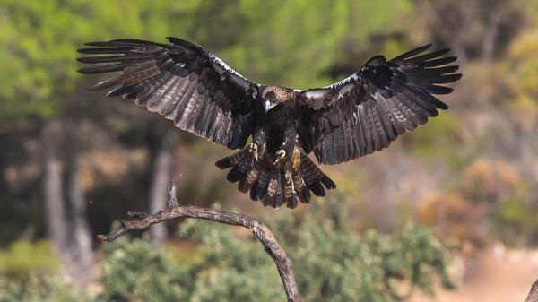 El águila imperial ibérica se recupera en España y ya supera los 1.000 ejemplares - Los nuevos lugares de España donde vuelve a criar el águila imperial