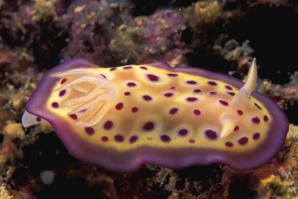 Animales hermafroditas: qué son, reproducción y ejemplos - Qué son los animales hermafroditas