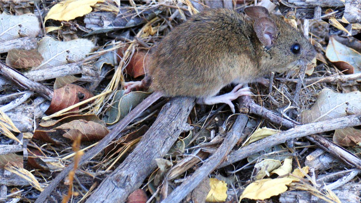 ¿Puede nadar el ratón colilargo hasta Canarias desde el MV Hondius? Esto es lo que dice Sanidad