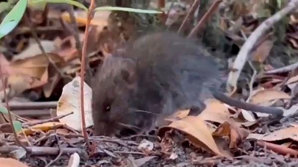 ¿Puede nadar el ratón colilargo hasta Canarias desde el MV Hondius? Esto es lo que dice Sanidad - Qué es el ratón colilargo y por qué se relaciona con el hantavirus Andes
