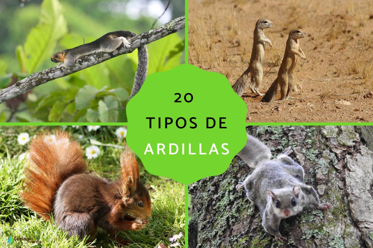 Tipos de ardillas