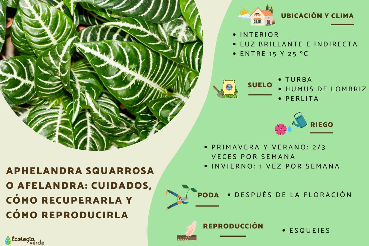 Aphelandra squarrosa o afelandra: cuidados, cómo recuperarla y cómo reproducirla
