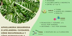 Aphelandra squarrosa o afelandra: cuidados, cómo recuperarla y cómo reproducirla
