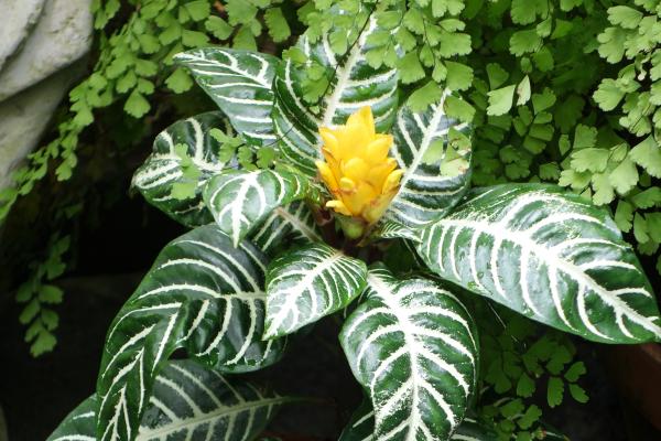 Aphelandra squarrosa o afelandra: cuidados, cómo recuperarla y cómo reproducirla - Características de la afelandra