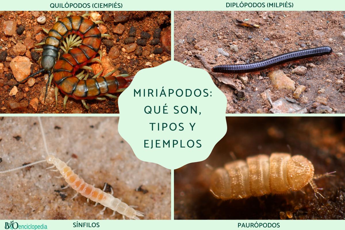 Miriápodos: qué son, tipos y ejemplos