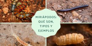 Miriápodos: qué son, tipos y ejemplos