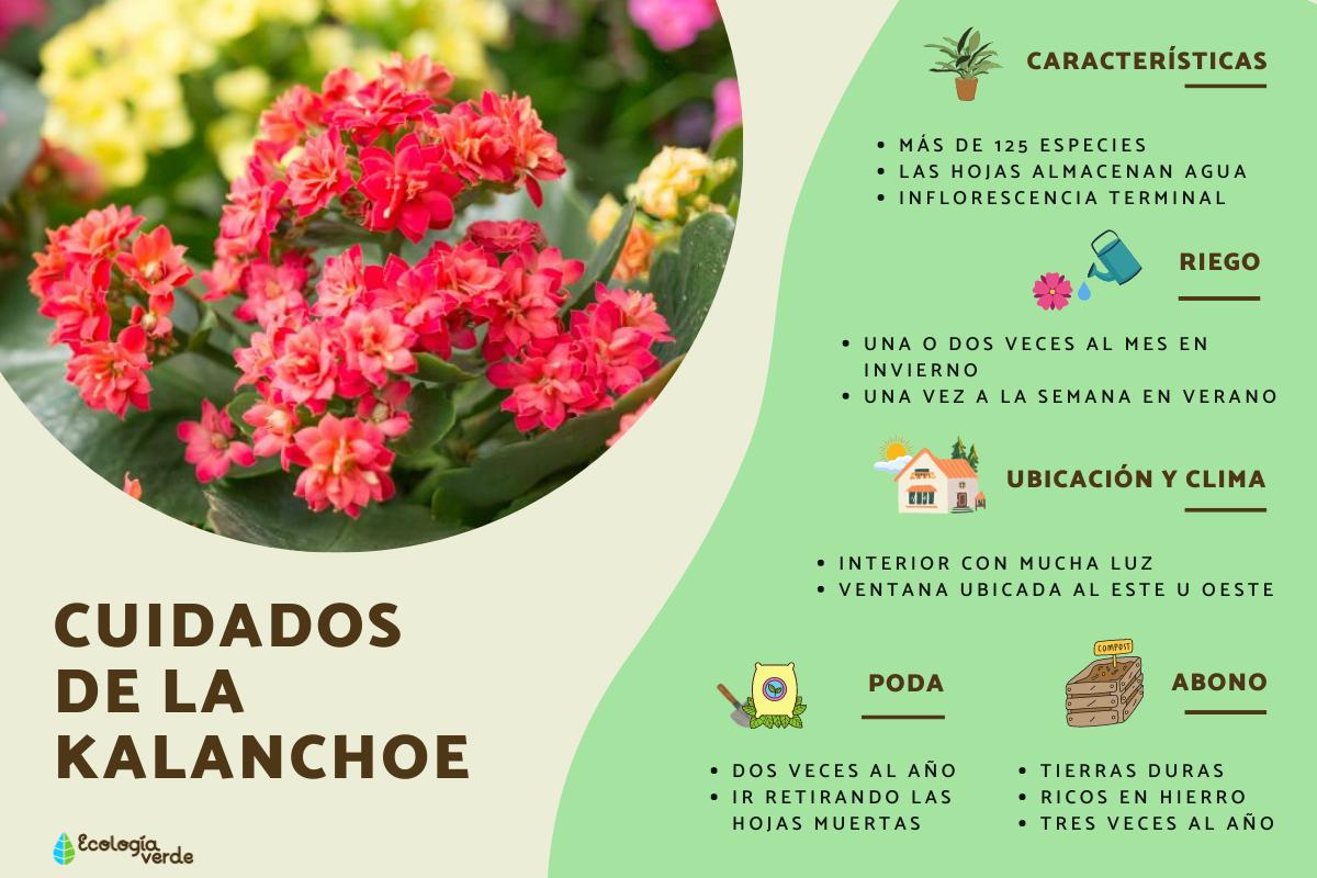 Planta kalanchoe: cuidados y para qué sirve