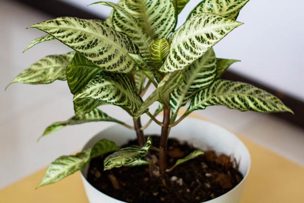 Aphelandra squarrosa o afelandra: cuidados, cómo recuperarla y cómo reproducirla - Suelo y abono de la afelandra