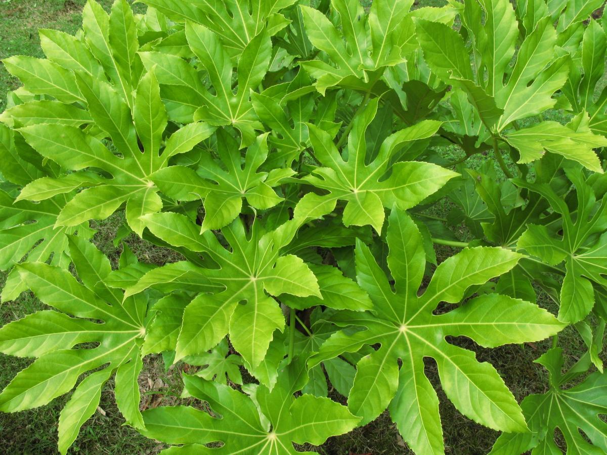 Fatsia japonica: cuidados