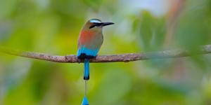 Guardabarranco o momoto cejiazul
