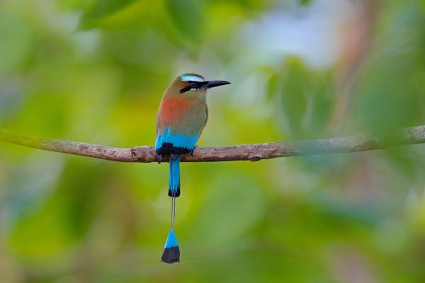 Guardabarranco o momoto cejiazul