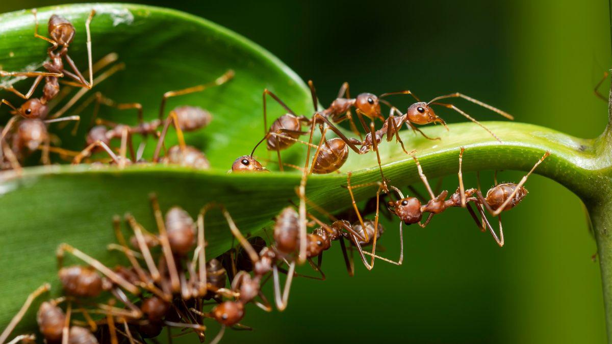 Los insecticidas están bien, pero estos sencillos trucos caseros pueden ayudarte a eliminar las hormigas del jardín sin dañar las plantas